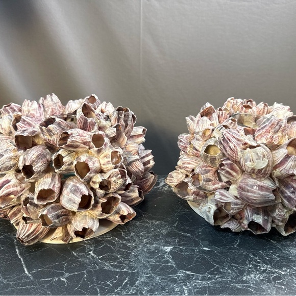 The Unbranded Brand Other - Decorative Barnacle Clusters - Purple and Cream sconces candle holders